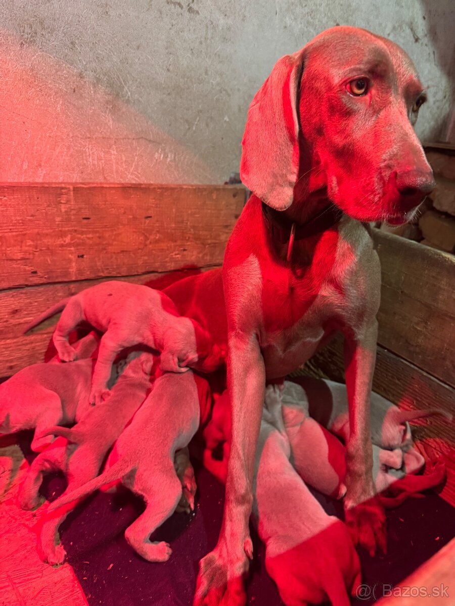 Weimarský stavač šteniatka - 8