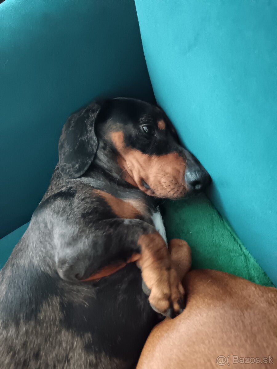 Šteniatka krátkosrtý jazvečík - 8