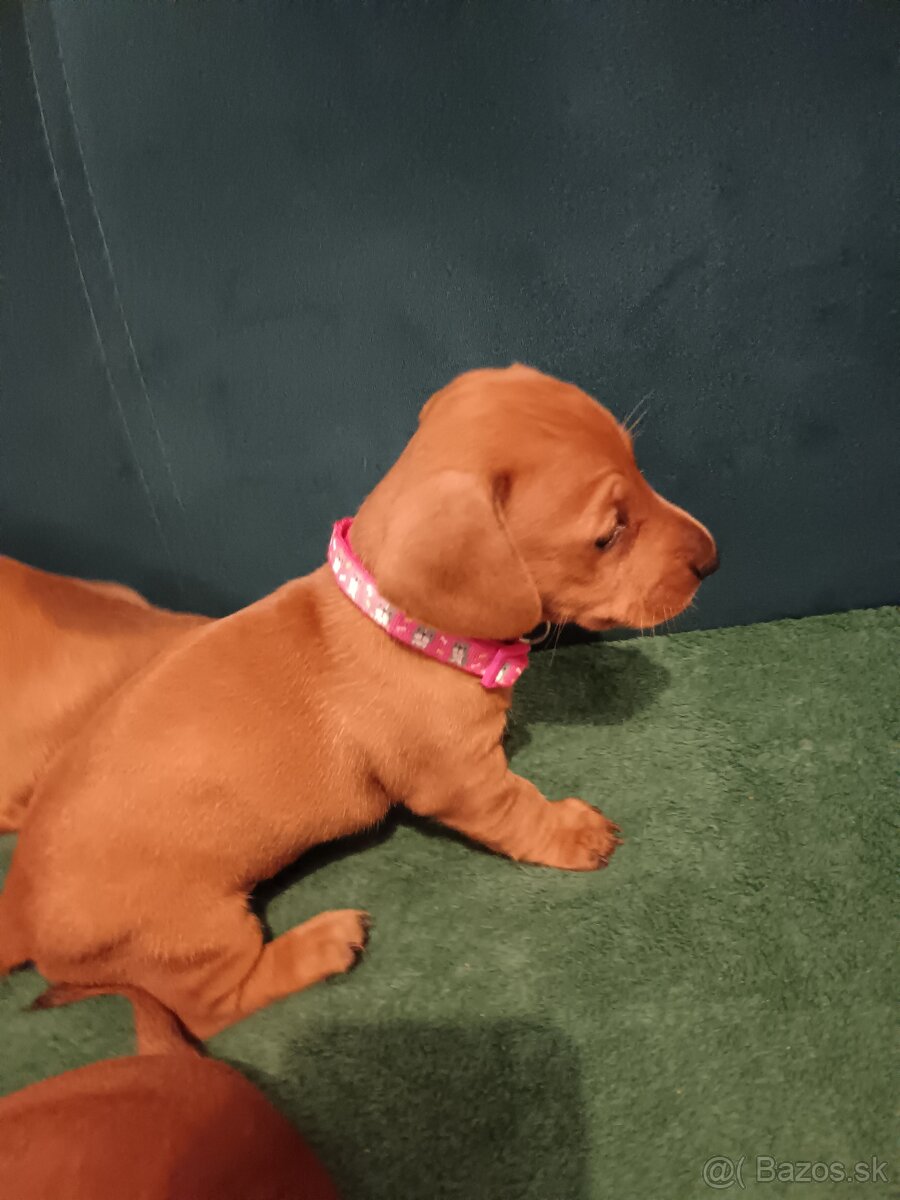 Šteniatka krátkosrtý jazvečík "štandard" - 8