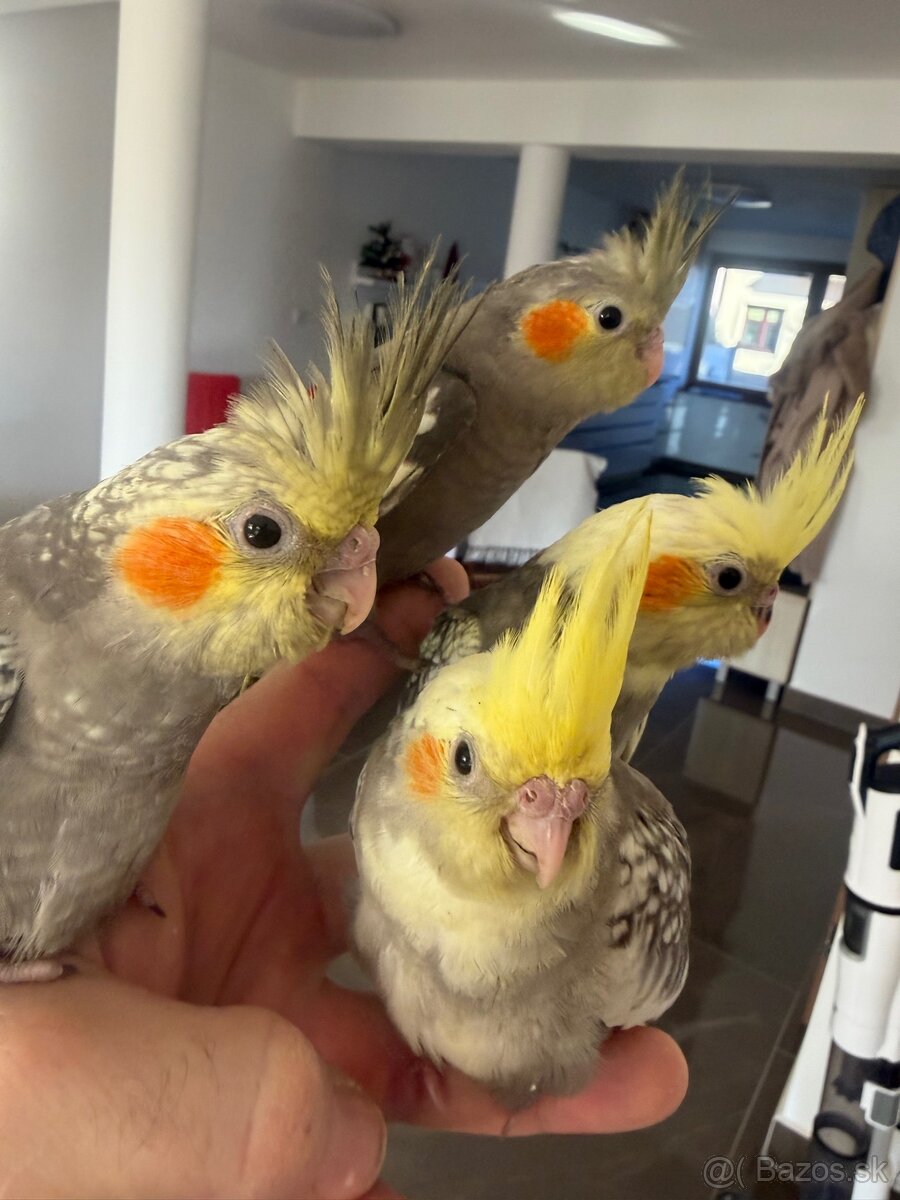 Korely ručne dokrmena Krotká - 8