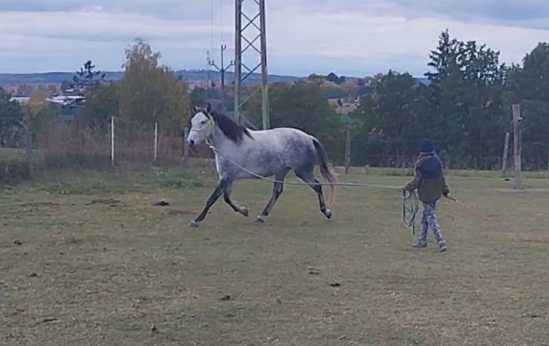 Lusitano kobyla - 8