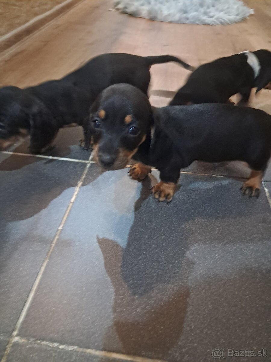 Predám jazvečikov - 8