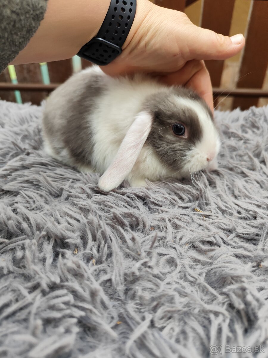 Zakrsly barancek satén samička s VP - 8