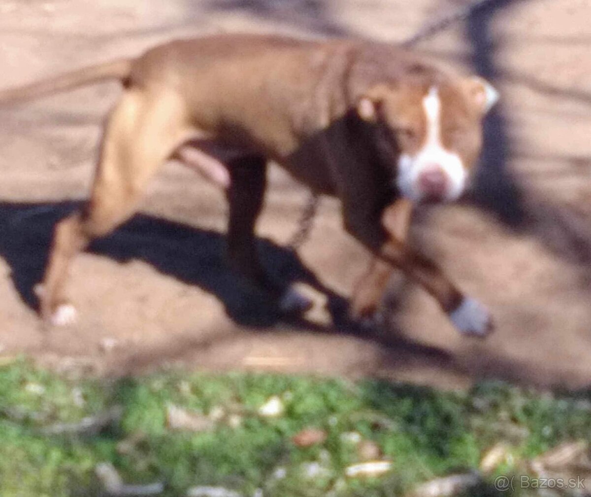 American Pitbull - 8