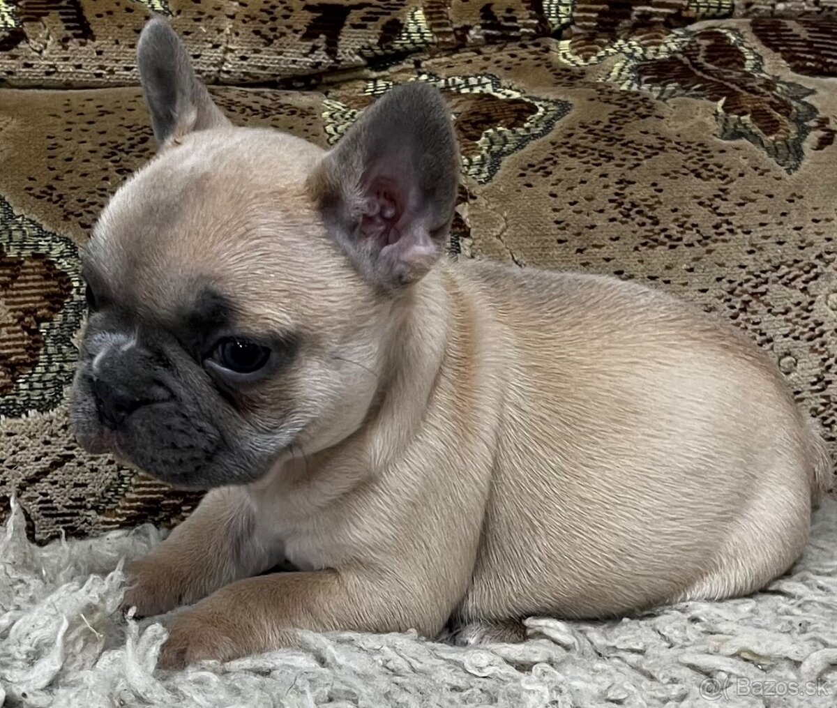 Francuzsky buldoček - 8