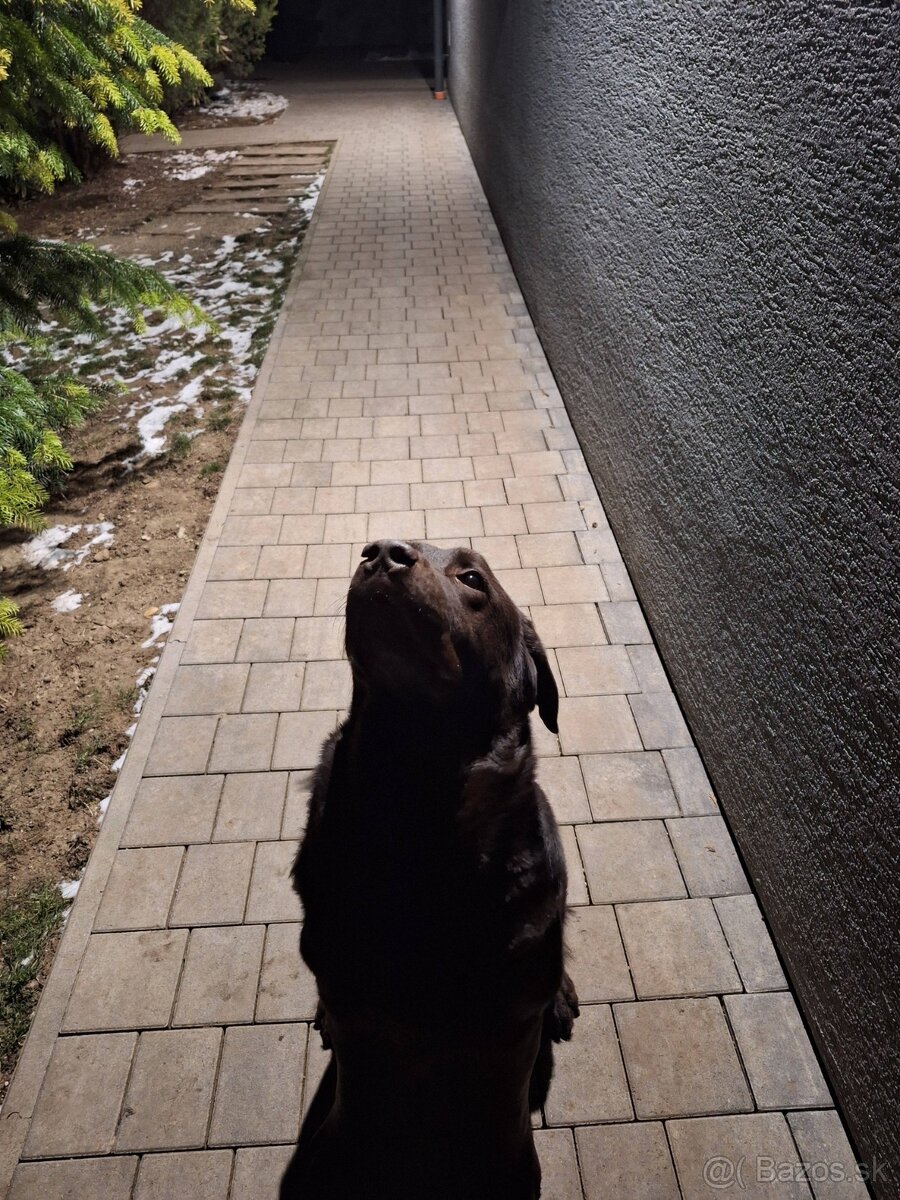 hotel pre psov, vycvik psov - 8