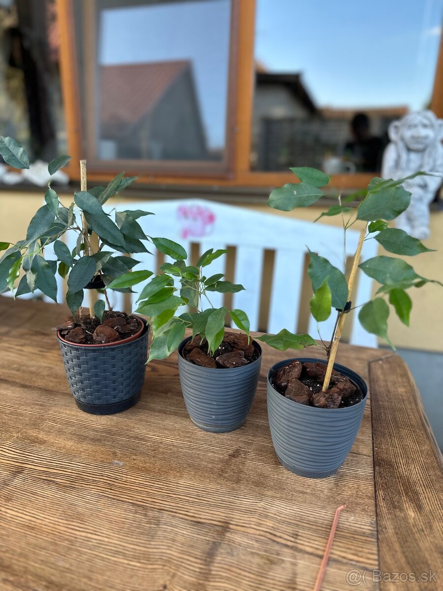 Ficus benjamina - Fikus benjamín / Variegata - 8