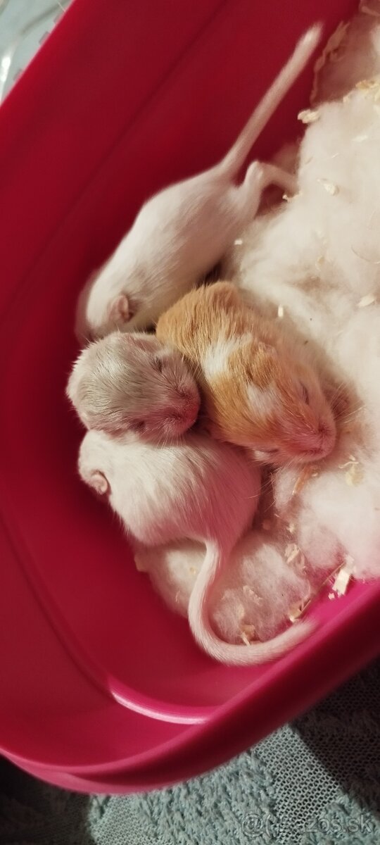 Predám pieskomilov + celé príslušenstvo - 8