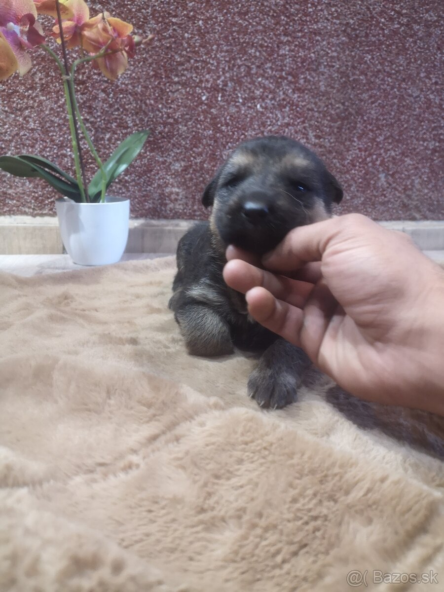 nemecky ovčiak šteniatka - 8