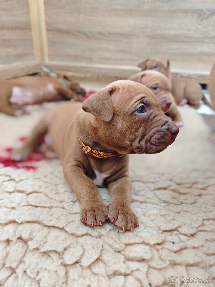 Americký pitbull teriér štěňata s PP - 8