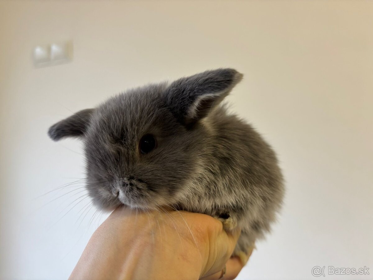 Ponúkame na predaj minilop zajačikov, králičkov, zajacov - 8