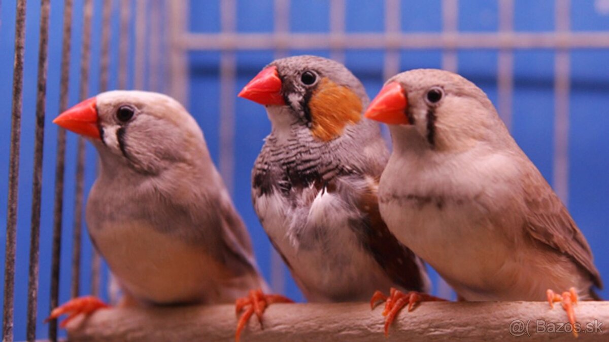 Predám drobotinu - 8