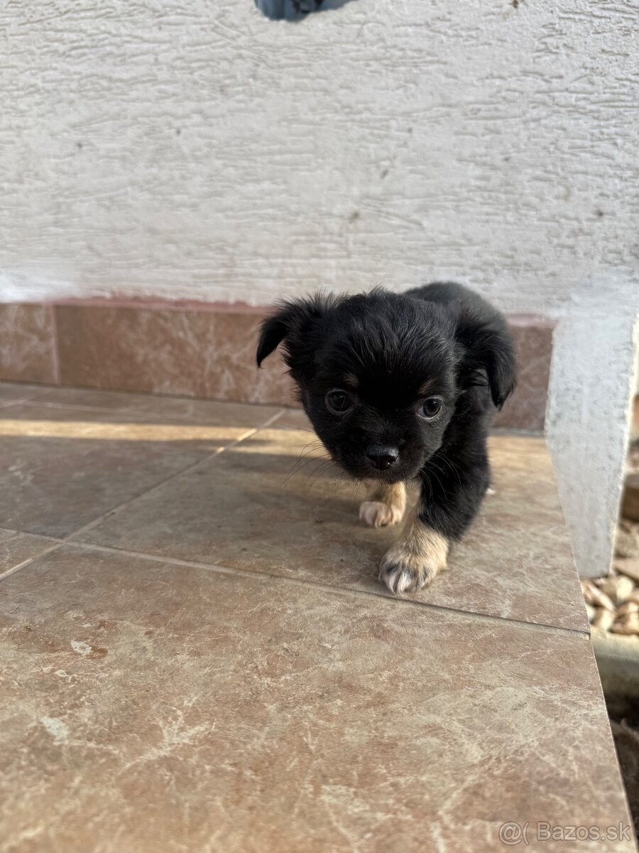 Mini čivava šteniatka - 8