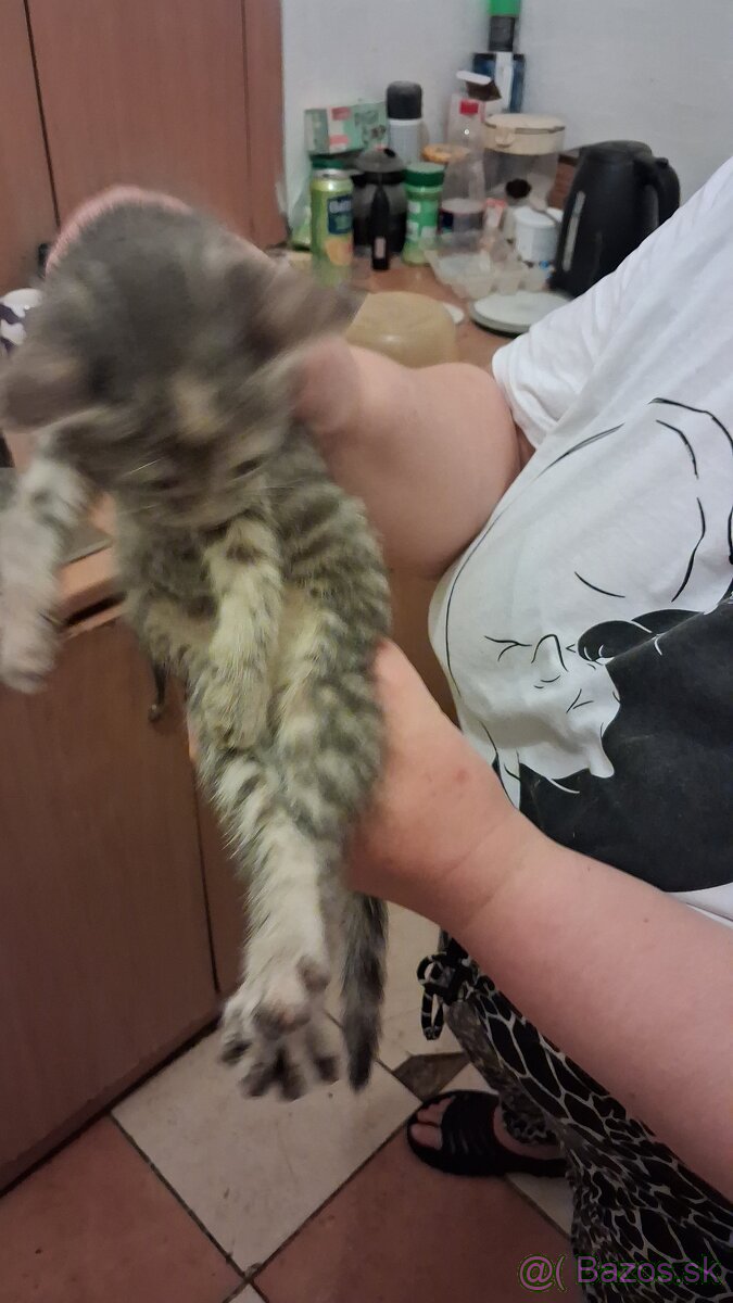 Darujem mačky a kocurikov - 8