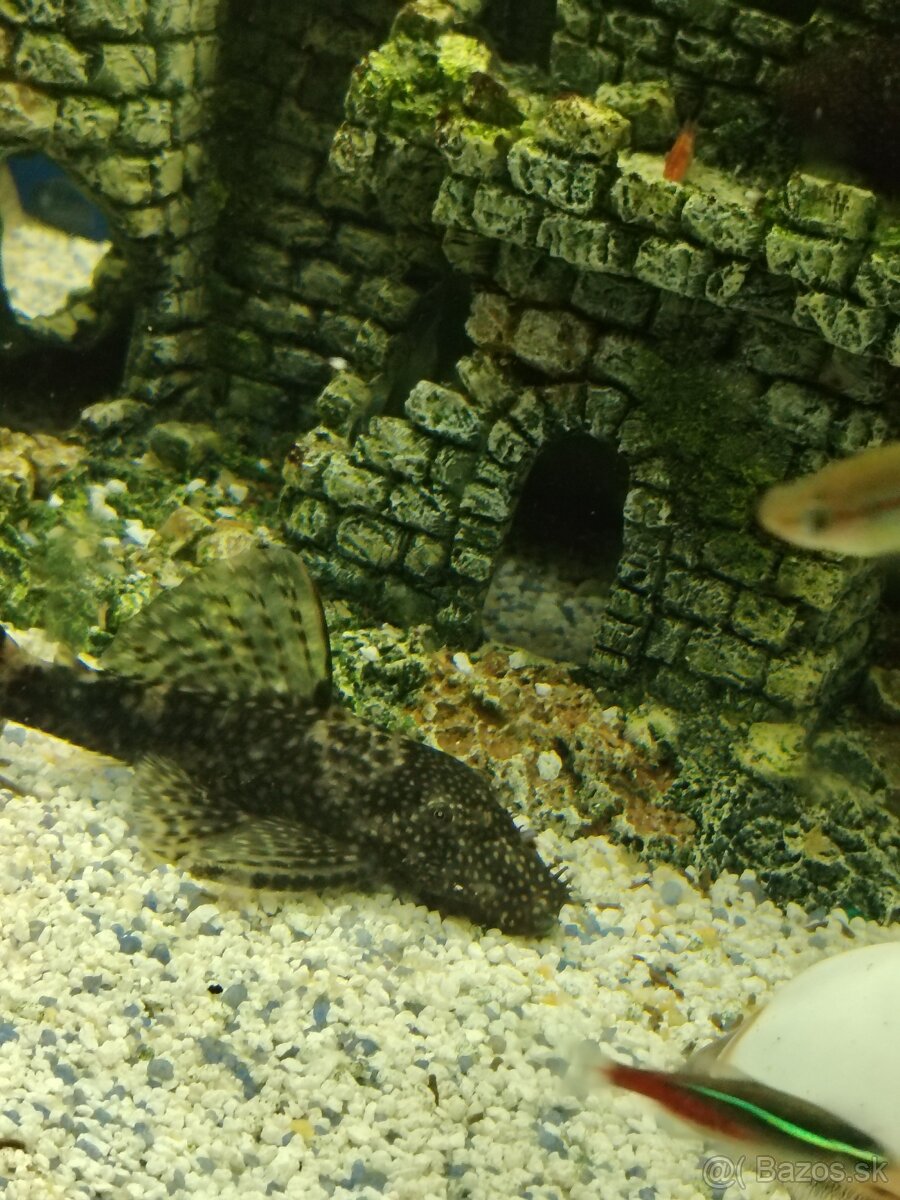 Vymenim alebo darujem - 8