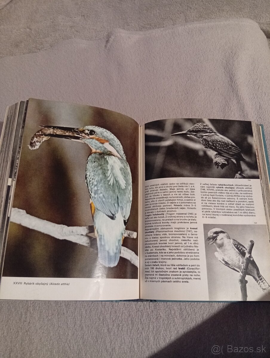 Veľký obrazový atlas vtákov - 8