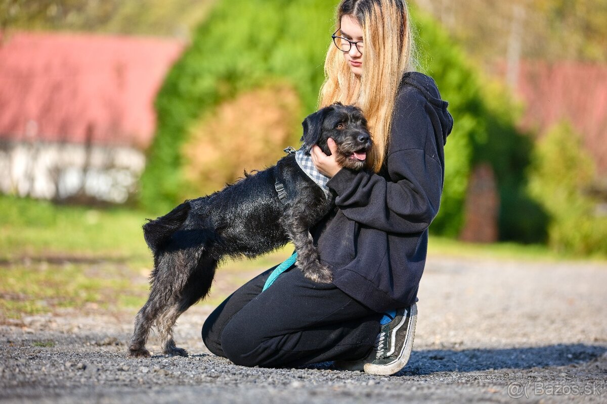 Darujem malú strapatú sučku Muriel - mix bradáč / jazvečík - 8