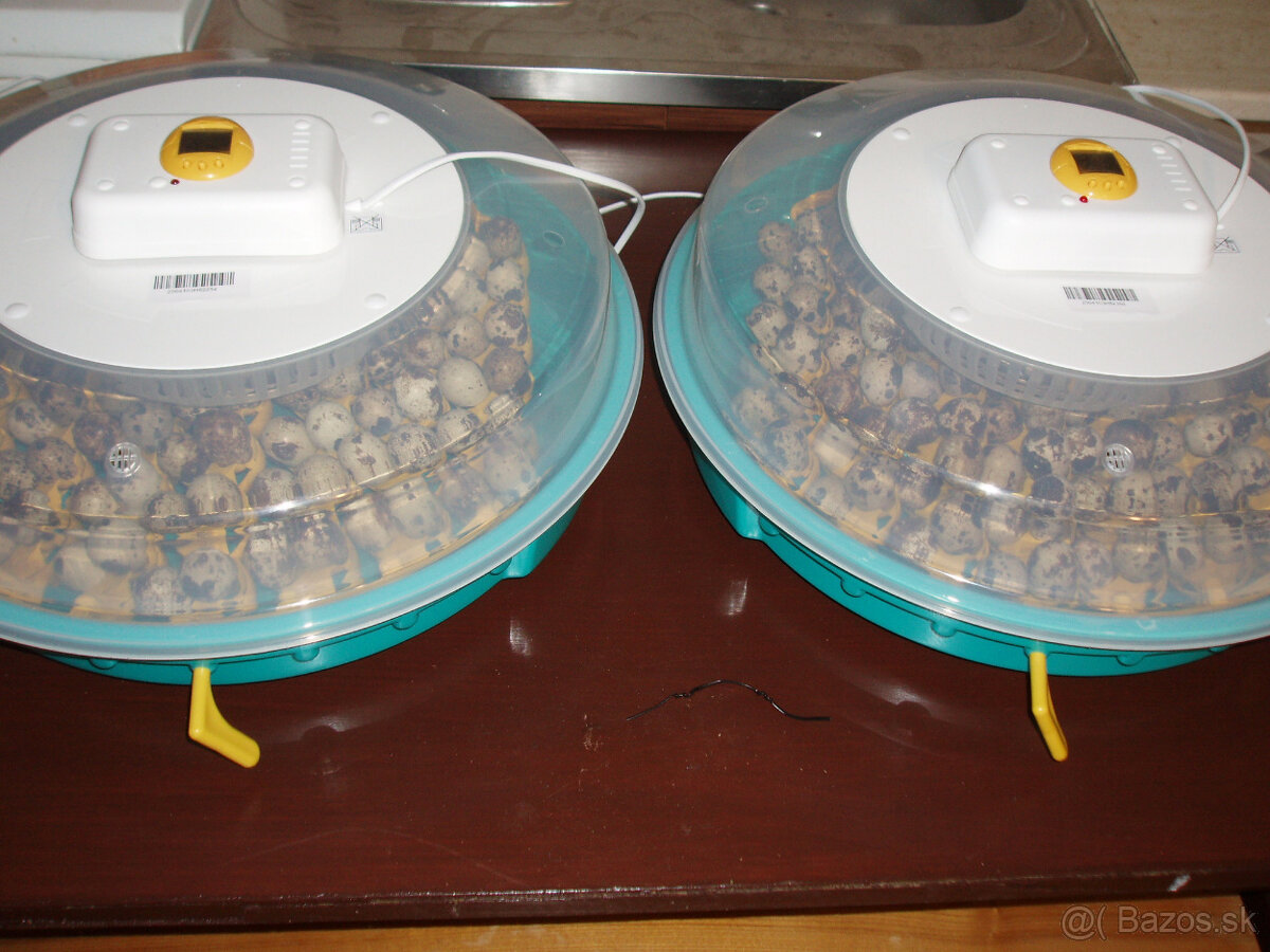 Japonské prepelice - 8