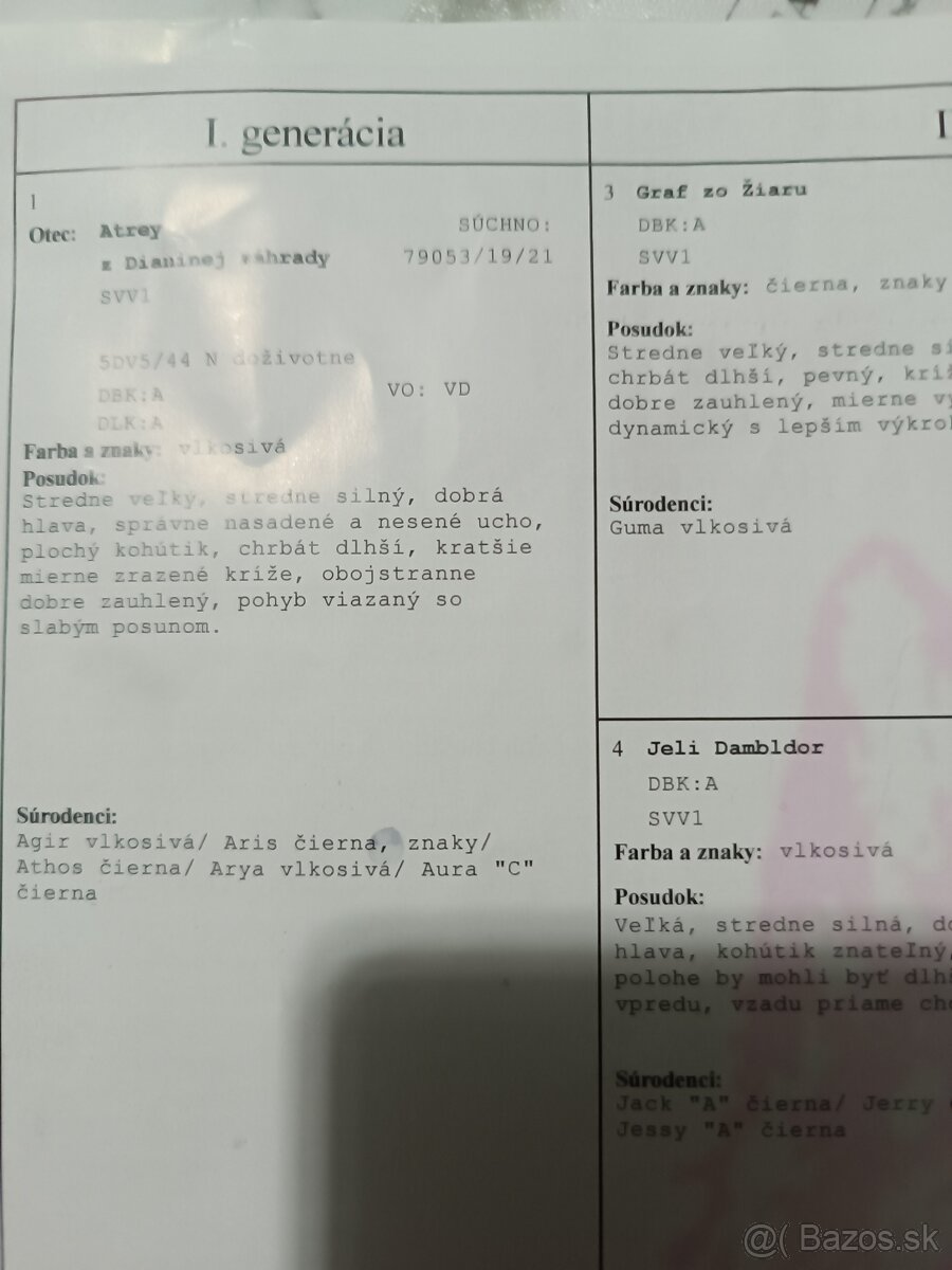 Nemecký ovčiak - 8