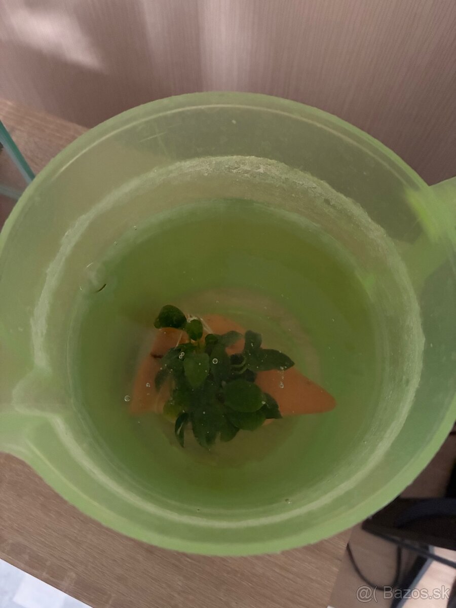 Akvarium AGNAEL 10l - 8