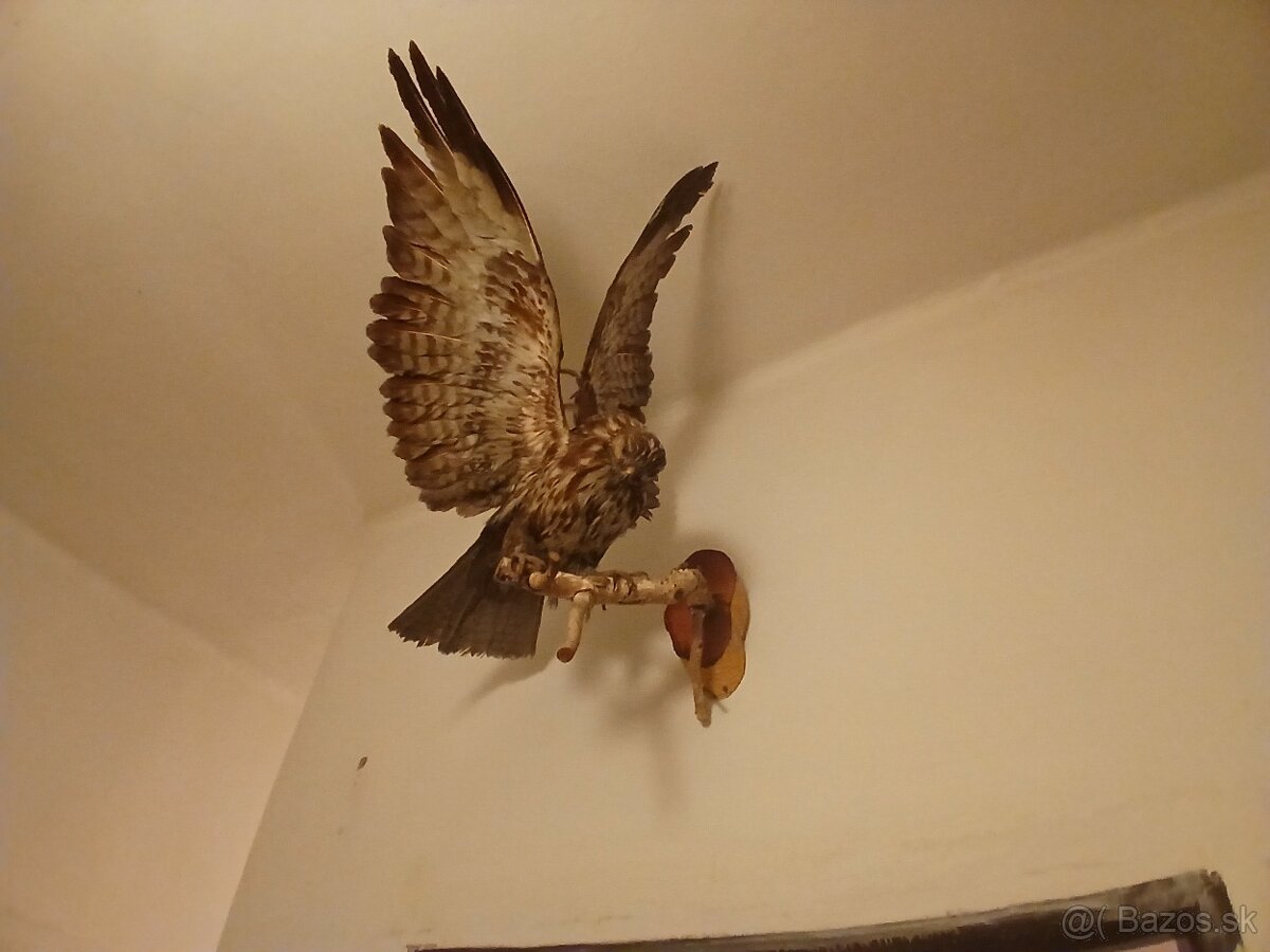 Stare obrazy / staré rámy - 8