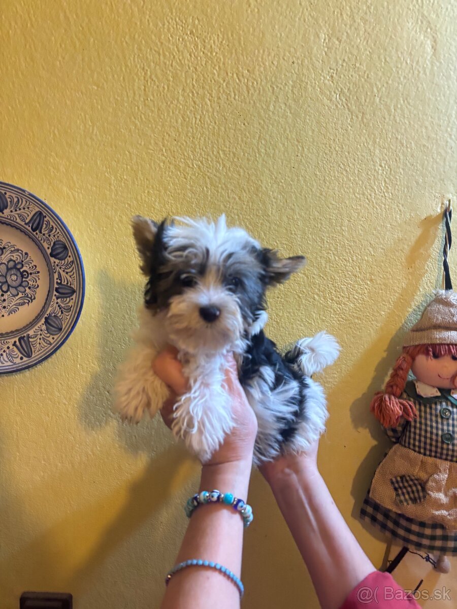 Yorkshirsky terier, yorkshirsky terier mini, biewer - 8