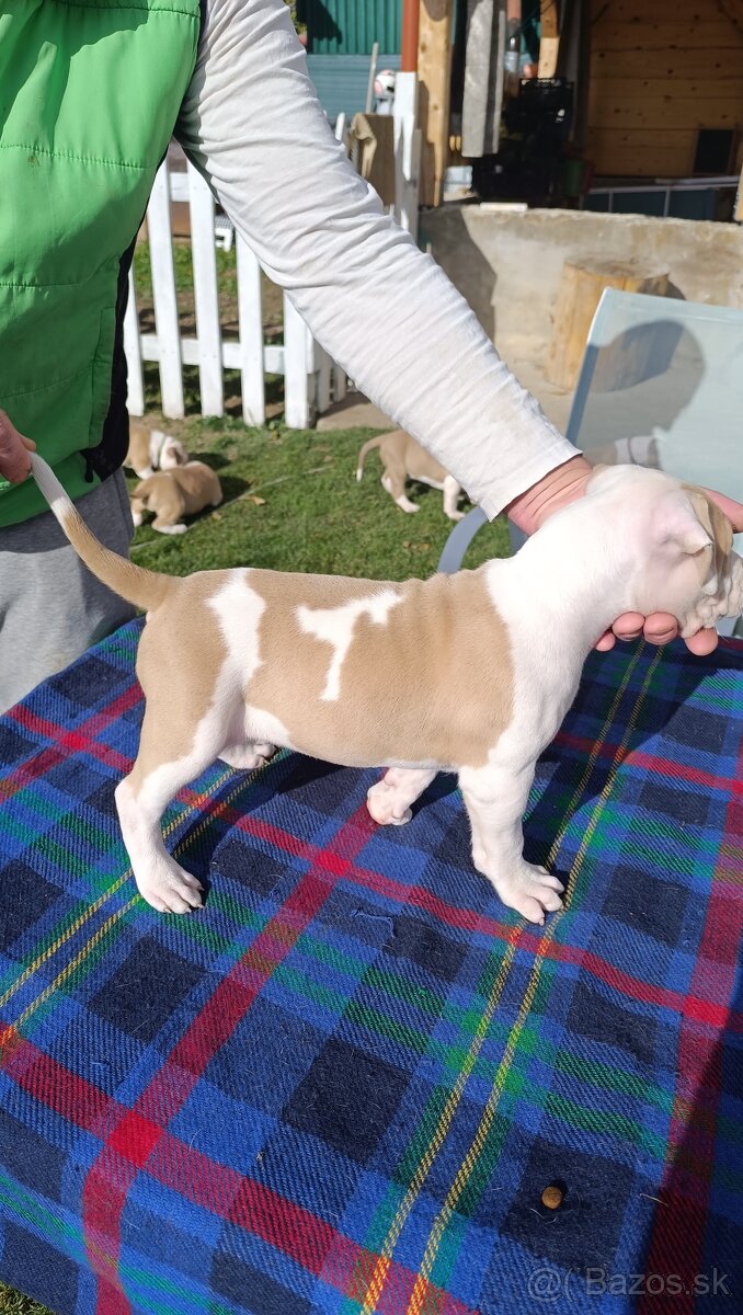 American Bully XL - 8