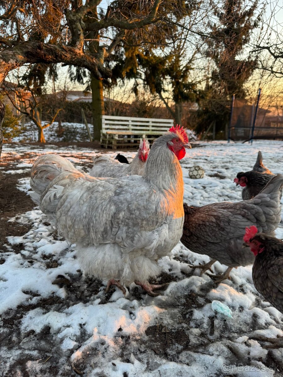 Orpington Levander - 8