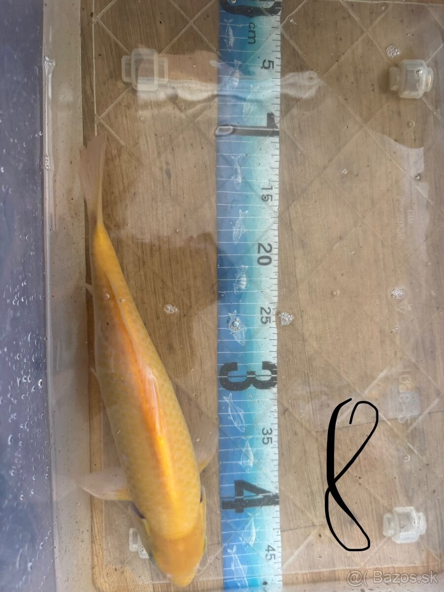 Koi kapre - 8