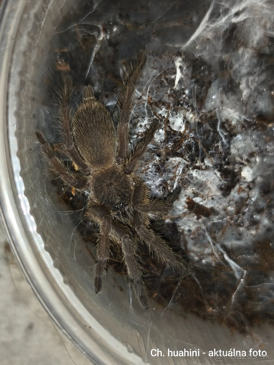 Vtáčkare, tarantuly, pavúky - 8