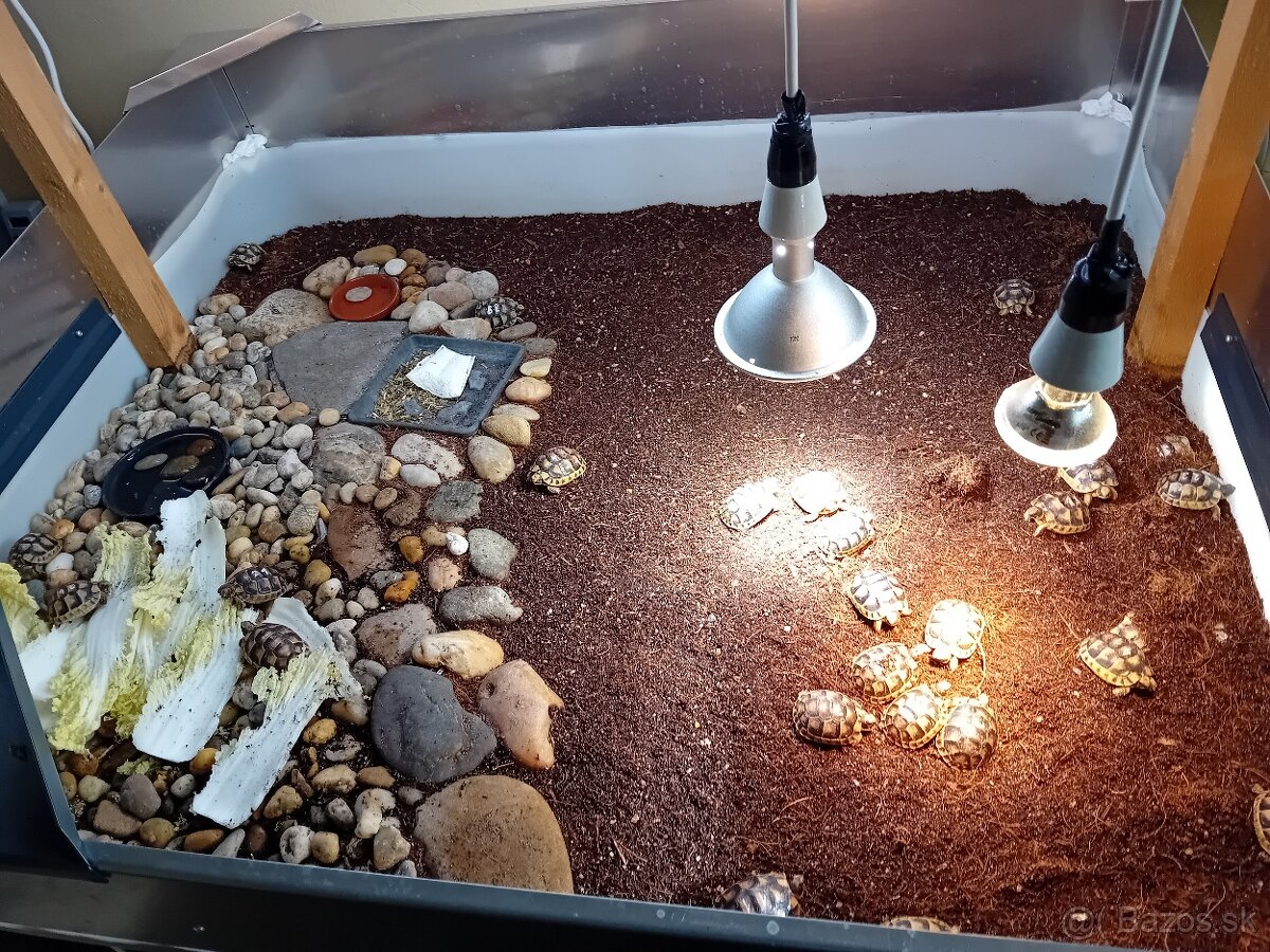 Predam malé suchozemske korytnačky testudo marginata - 8