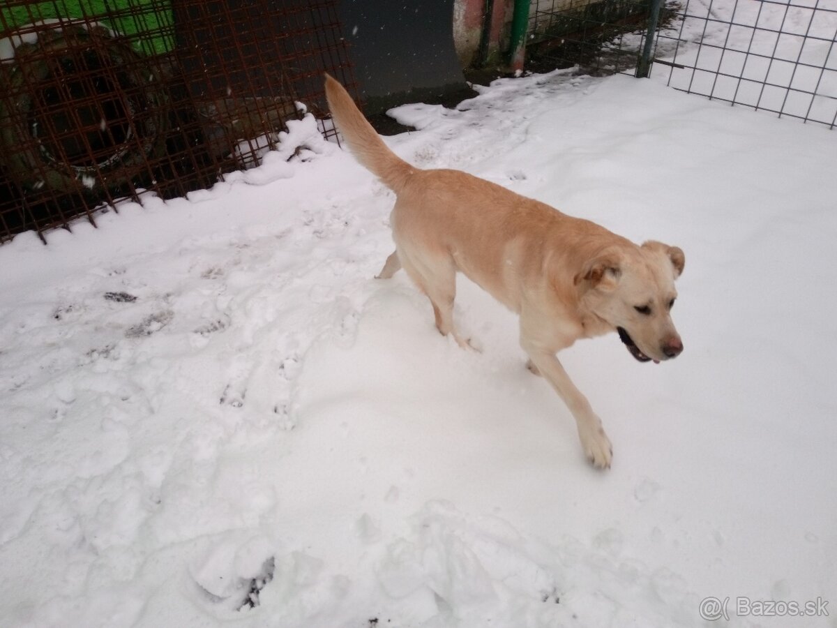 Labrador retriever - 8