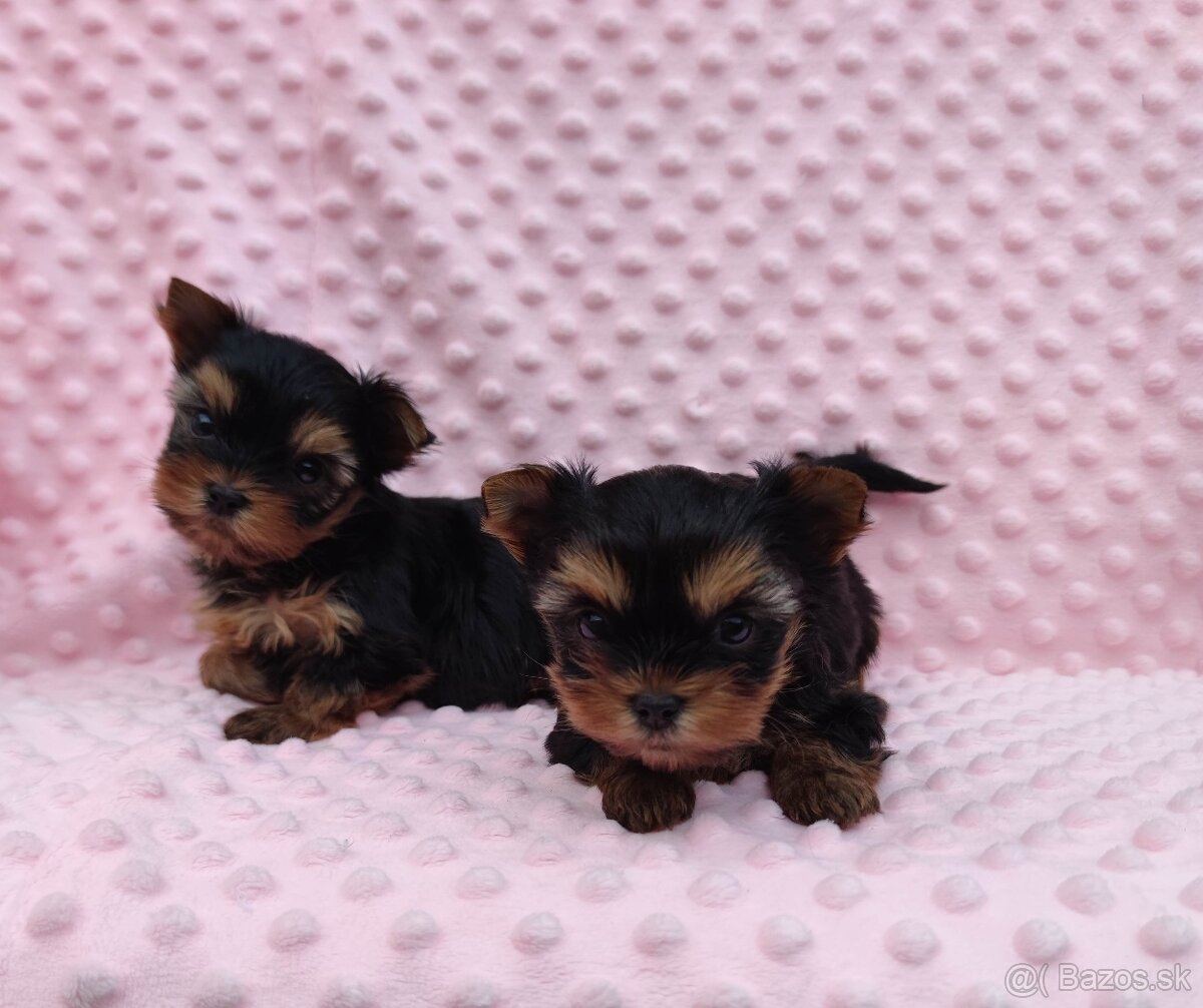 Yorkshire terrier - 8