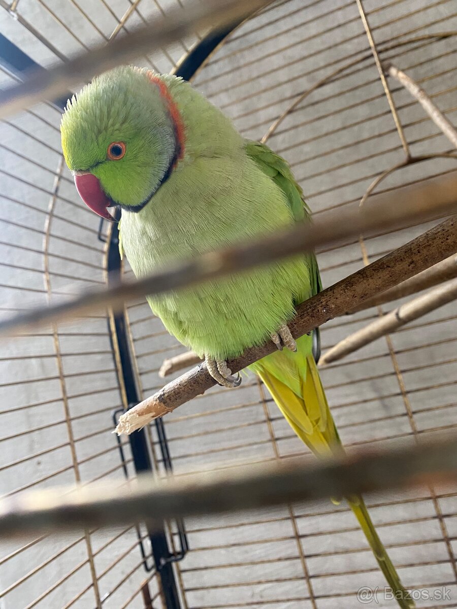 Alexander malý Samec (rozprávajúci) + klietka - 8