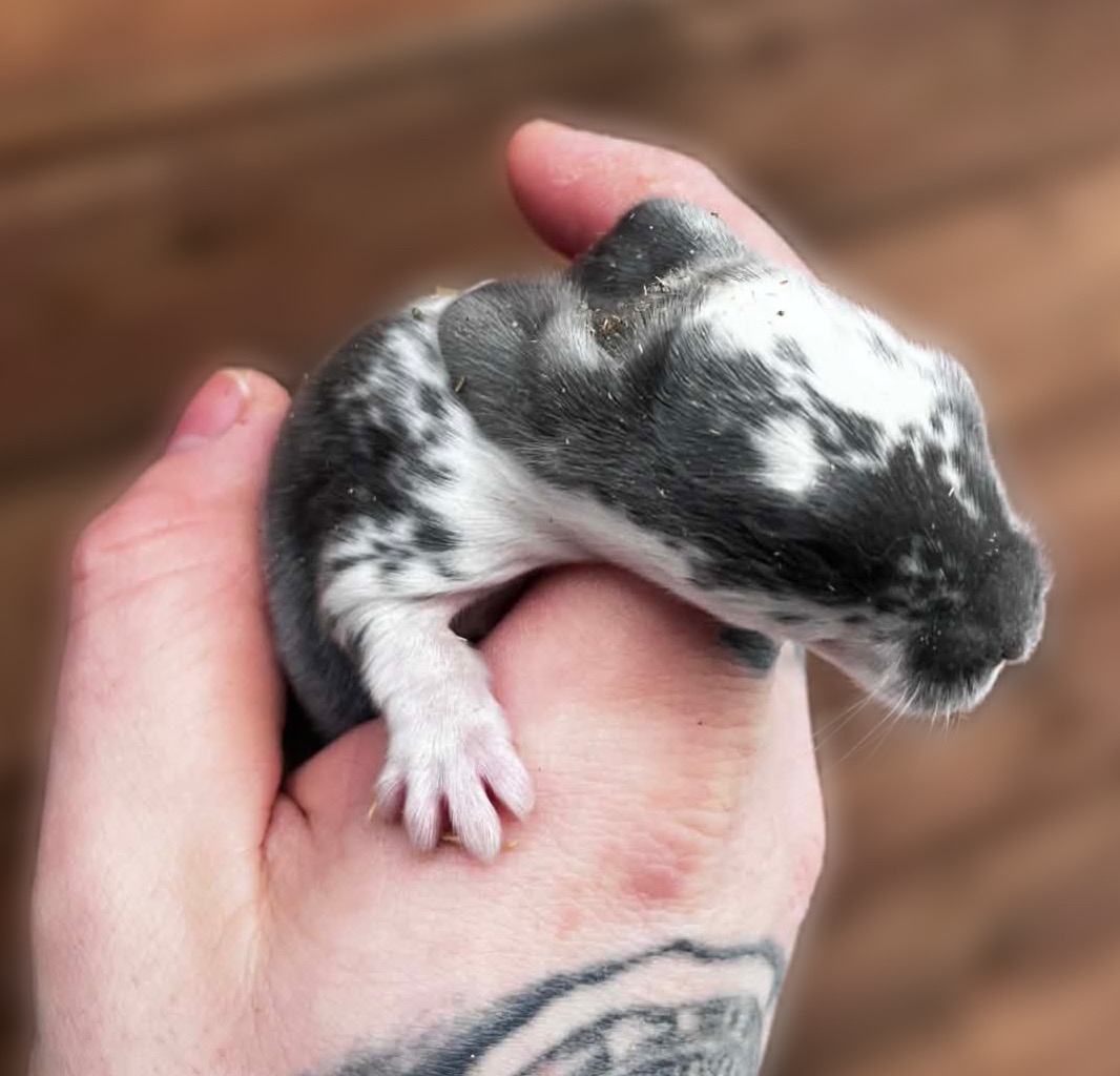 Anglický baranček - 8