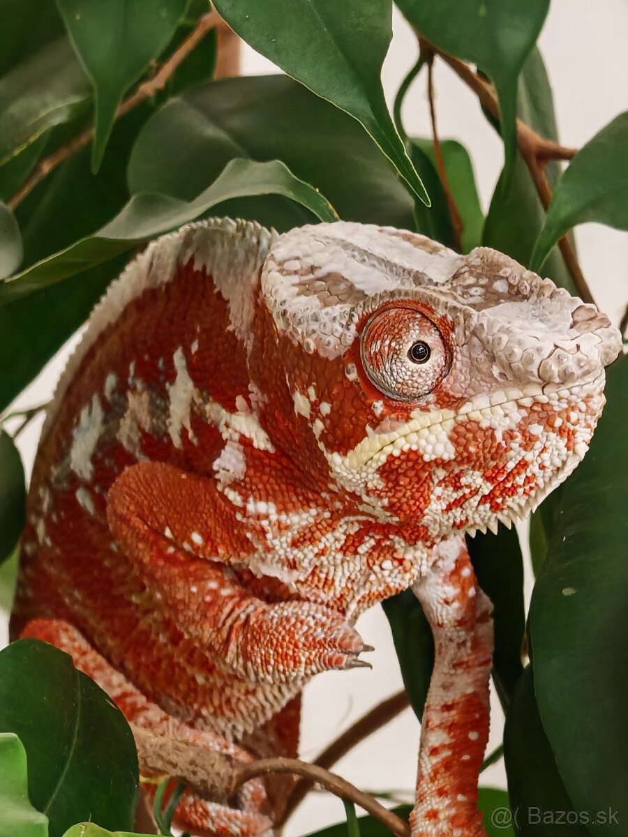 Chameleón pardali - 8