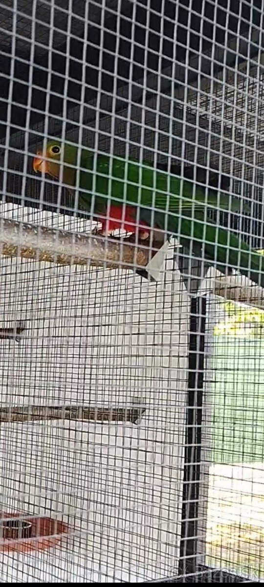 Papagáj kráľovský - 8