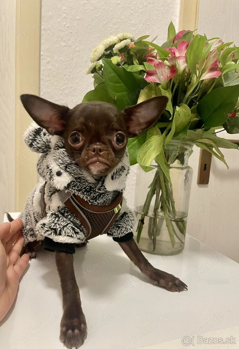 Šteniatka čivavy a jazvečíka s rodokmeňom na adopciu - 8