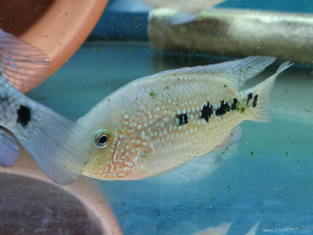 Super Red Texas 🔥 - 8