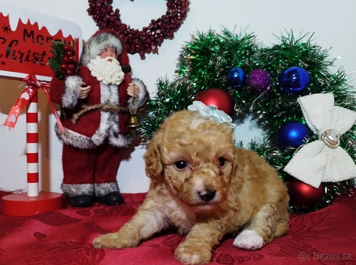 Toy Pudel - Apricot - 8