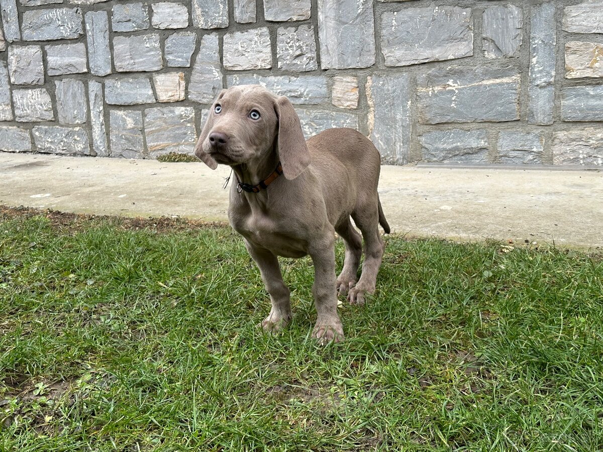 Weimarský stavač šteniatka - 8