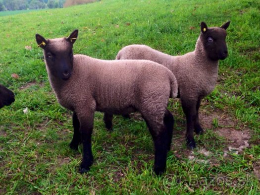 Cistokrevny beran Clun Forest baran ovca ovce - 8