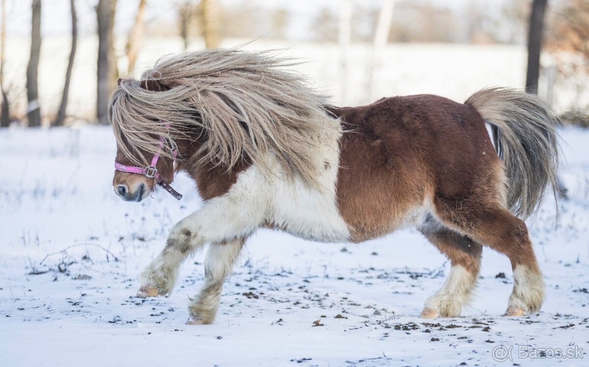 Hřebec mini Shetland pony s PP - 8