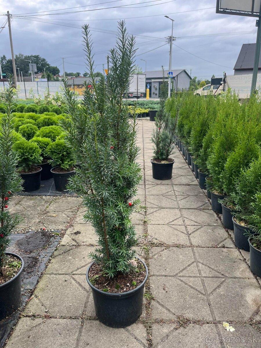 Tuja smaragd,Vavrín,Tis stredný - 8