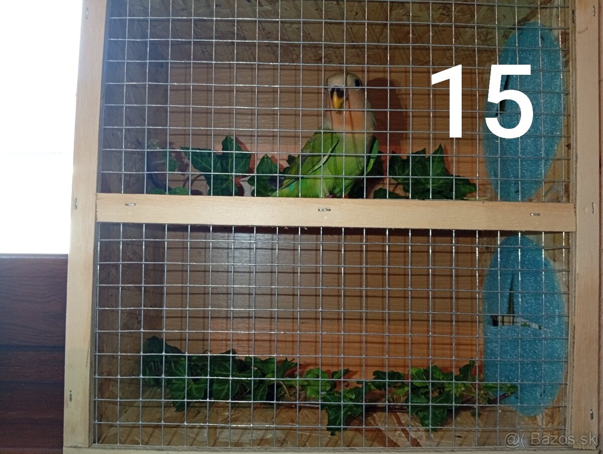 Predám agapornisov ružovohrdlých - 8