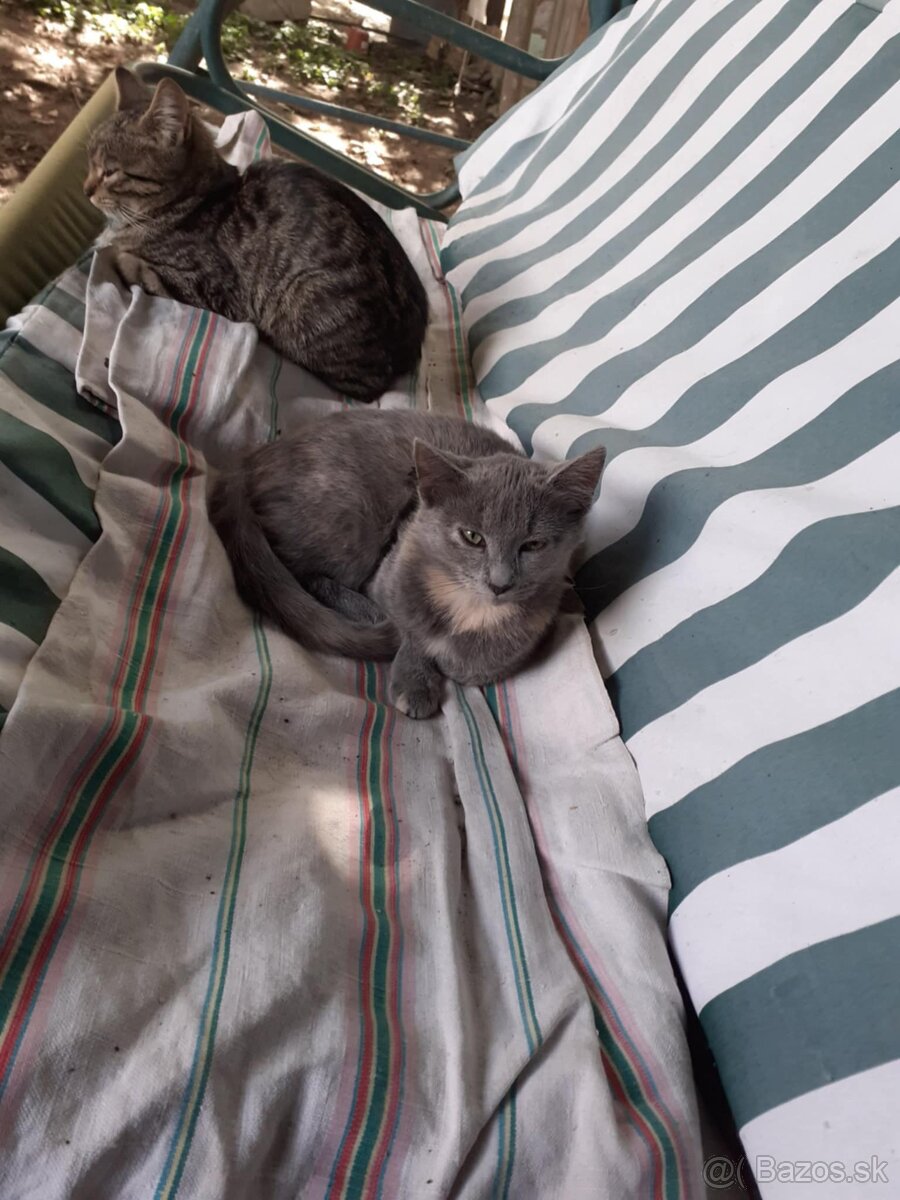 Darujem mačičky - 8