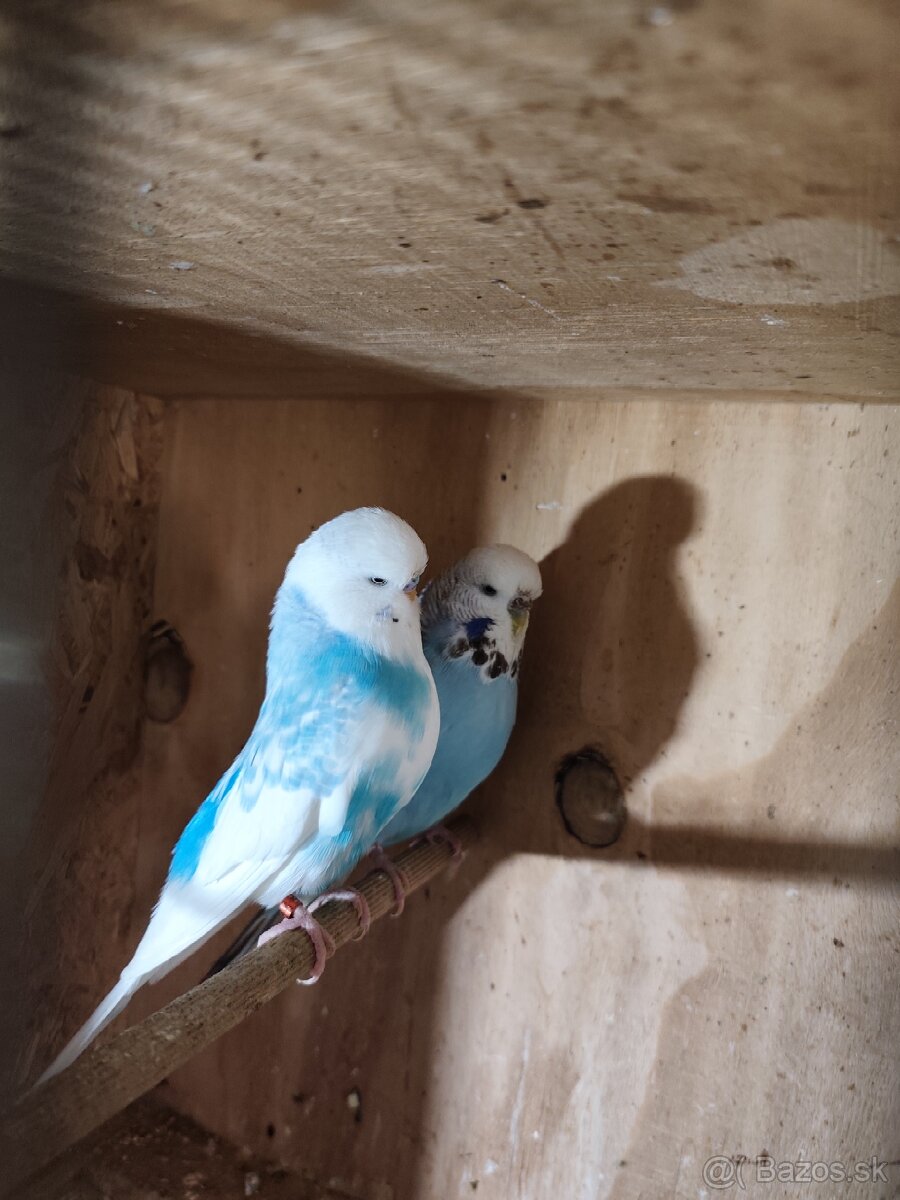 Výstavné andulky celý chov - 8