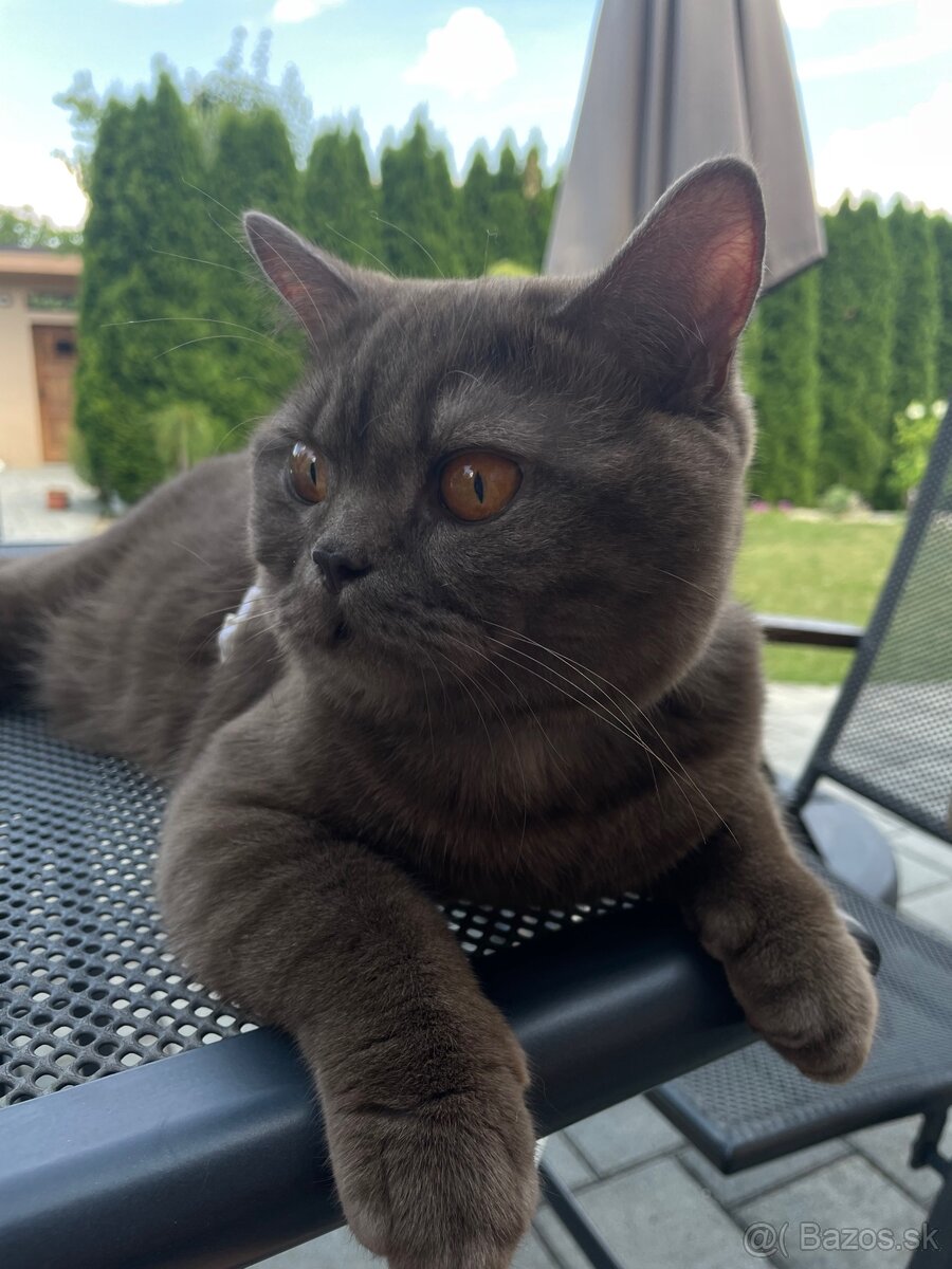 Predám Britských krátkosrstých kocúrikov - 8