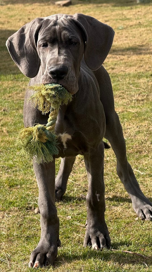 Německá doga modrá s PP Euphorie Blue HH - 8