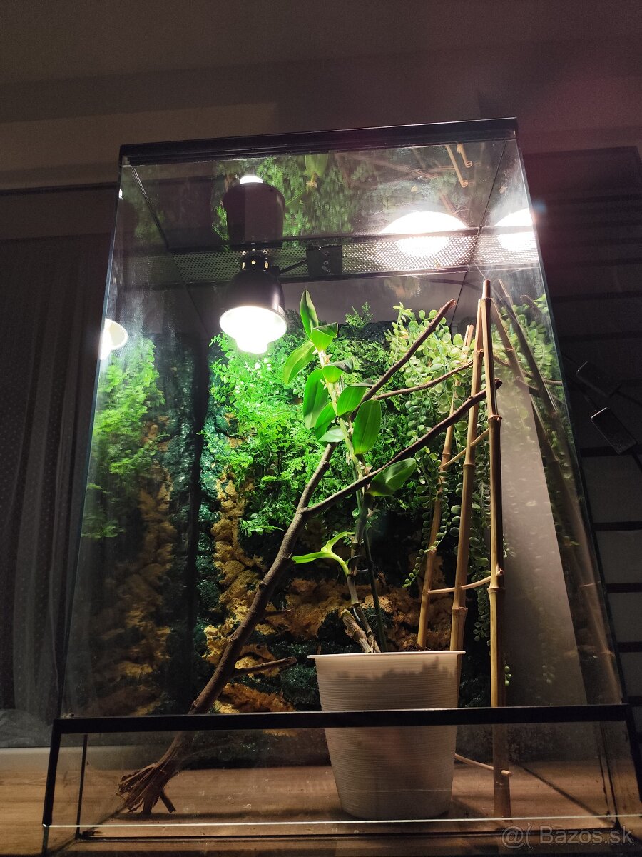 Chameleón jemensky terarium - 8